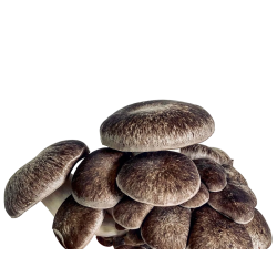 Pleurotes Perles noires